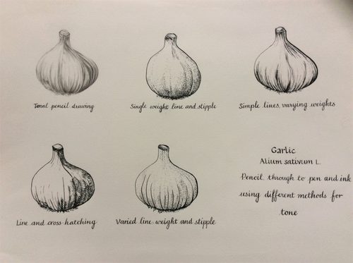Dorothy, Garlic.